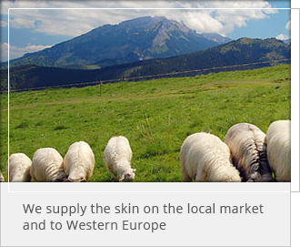 Dostarczamy skóry na rynek lokalny jak równie¿ do krajów Europy Zachodniej